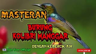 Masteran Burung Kolibri Manggarkicaumania cendetmania muraimania cucakijo masteranburung