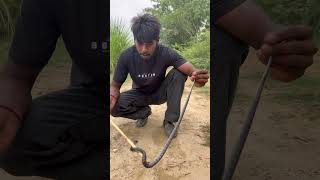 Common krait 🐍…#snake