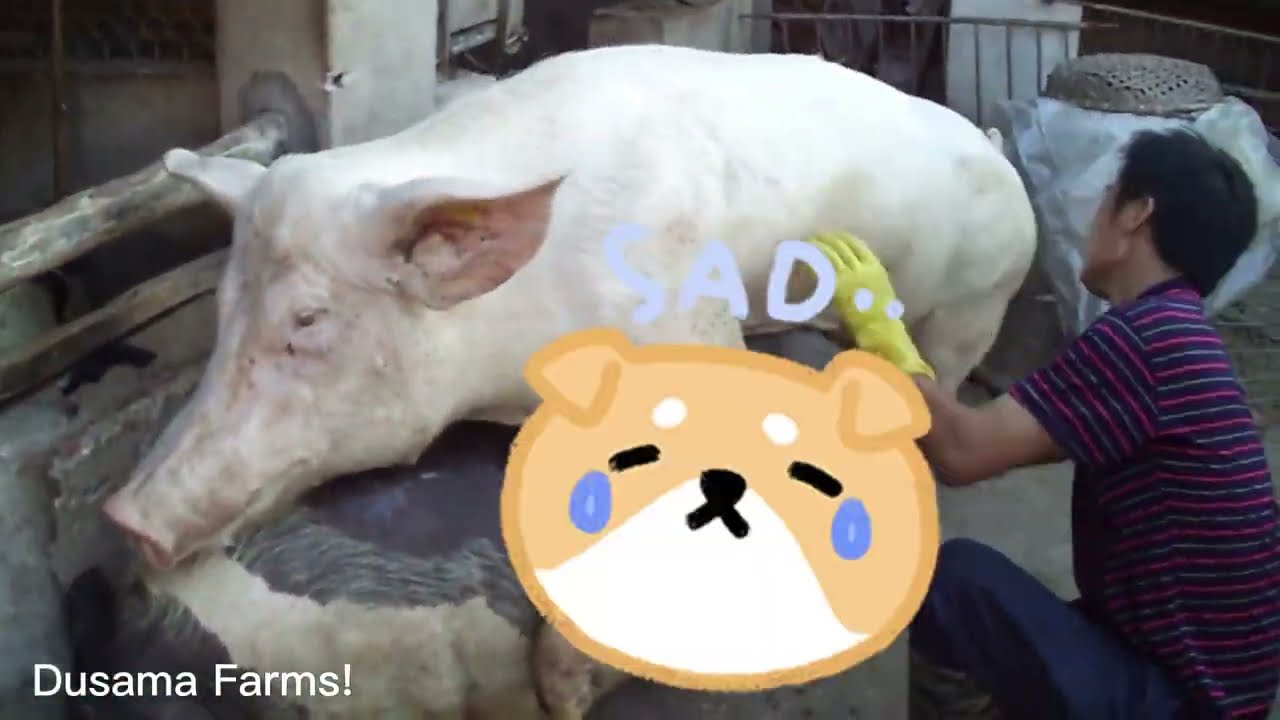 Amazing pig mating Old SOW 2024 ★ Dusama Farms! #37