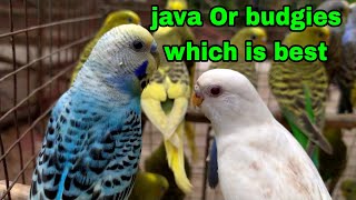 Celebrity budgies or java which is best for beginners ?? Profile