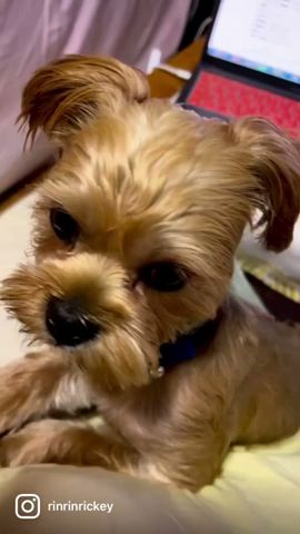 子犬の頃 2ヶ月目ぐらい 子犬 パピー Puppy もうすぐ一歳 もうすぐ誕生日 ヨークシャテリア シーズー Mix犬 ミックス犬 犬 のいる暮らし 犬のいる幸せ 犬のいる生活 Youtube
