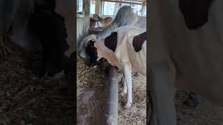 #cattlefarm #brahman #ranchlifestyle #cattle #ranchohumilde #vidasimple #rurallife #farmgirl #cow