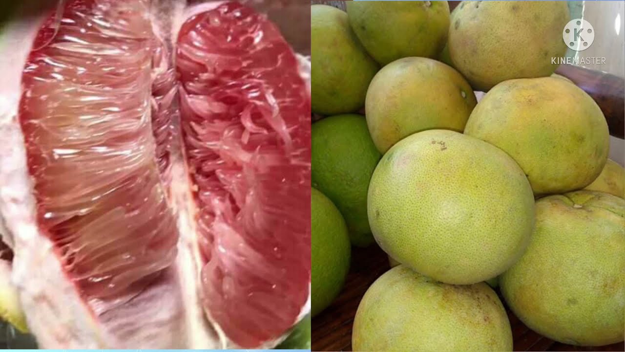 Harvesting Pomelo in our little farm sweetandjuicy Pomelo 