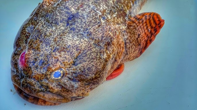 OYSTER TOAD FISH TRASH FISH OR TREASURE 