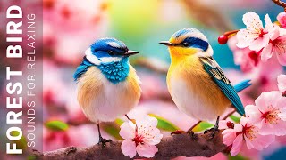 Most Beautiful Tropical Birds - Beautiful Relaxing Music, Stress Relief, Healing Nature Sounds