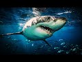 Легендарная Хищница – БЕЛАЯ АКУЛА В ДЕЛЕ / Тактика Охоты Акулы
