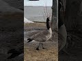 No-nonsense Canada goose keeps watch part thirty eight. #shorts