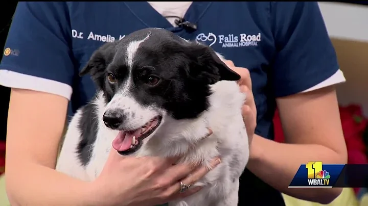 Pet Questions: Can dogs catch colds from humans?