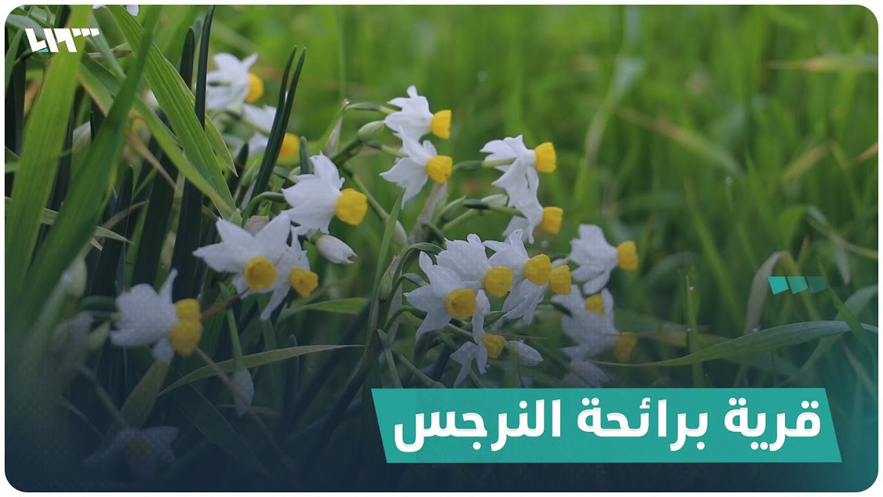 تعرف إلى القرية التي أخذ اسمها من النرجس