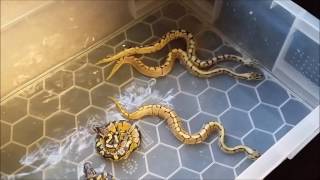 Ball/Royal Python very first clutch, hatchling update. No 6.
