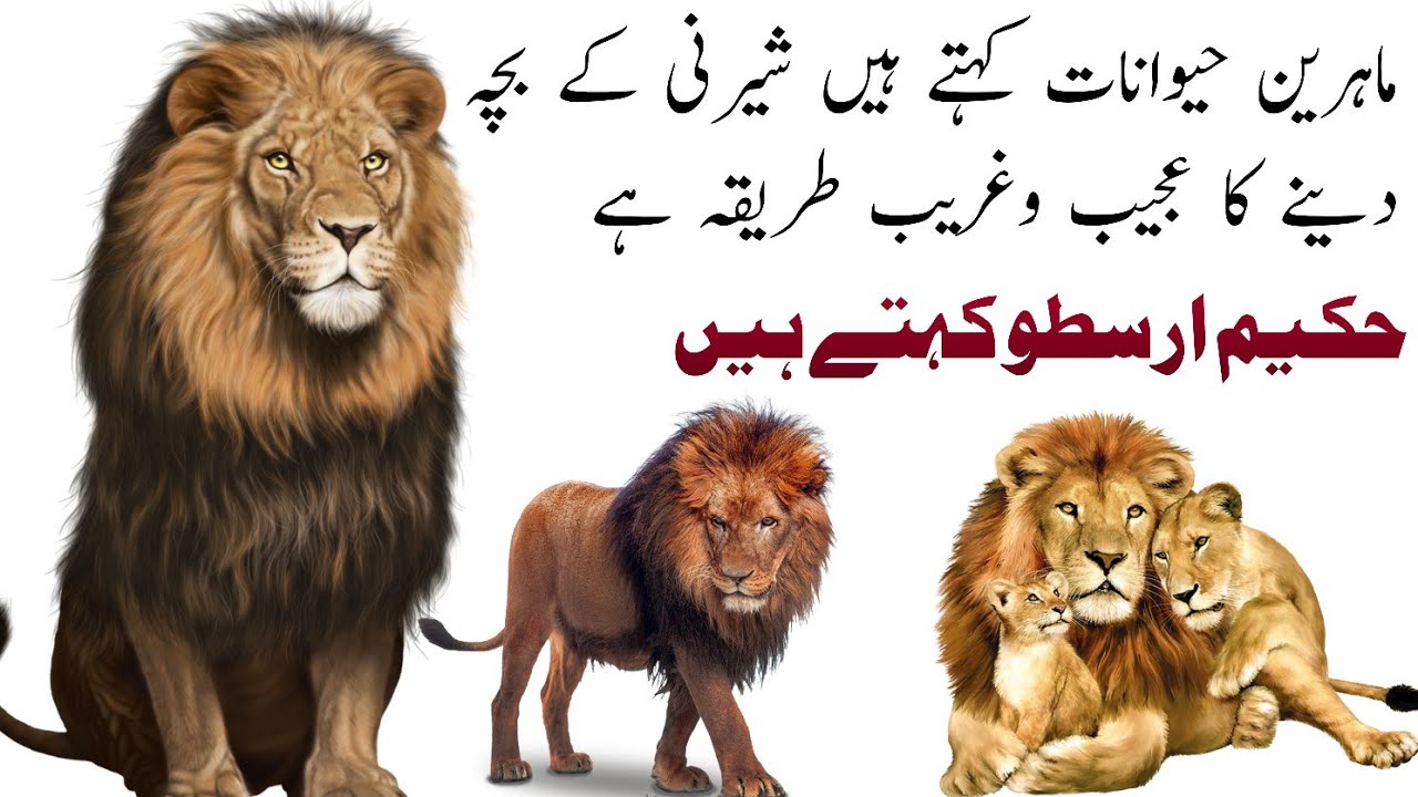 Lion King of the information history of lion King animals YouTube