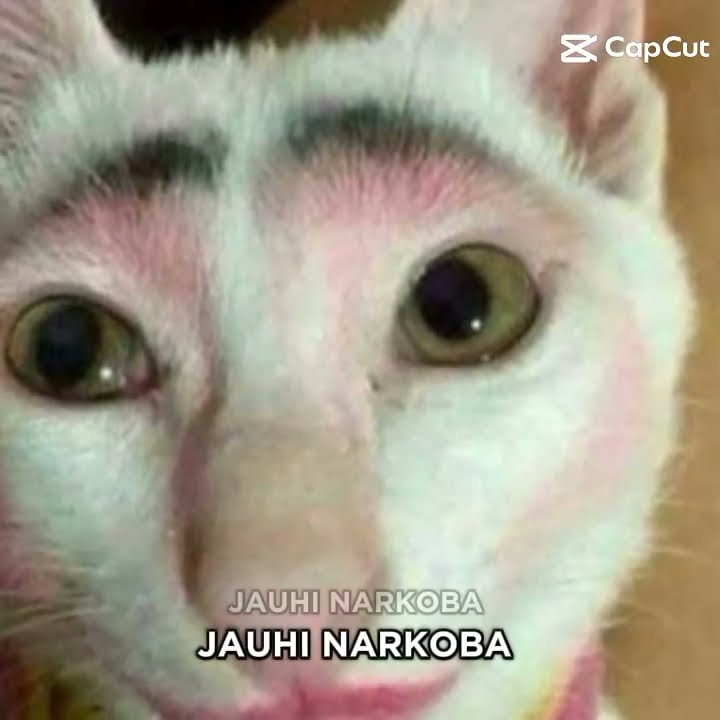 jAuHi narkoba😱