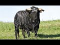 15 Most Unique Bulls in the World!