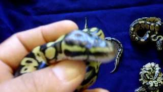 Clutch 2 Pastel het Axanthic x Pastel het Axanthic.AVI Net Worth