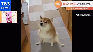 お尻がかゆい柴犬【Nスタ】
