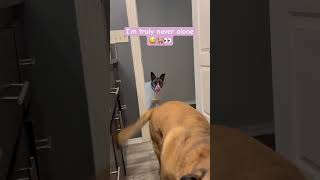 Theyre Never Far  dogs dogmom