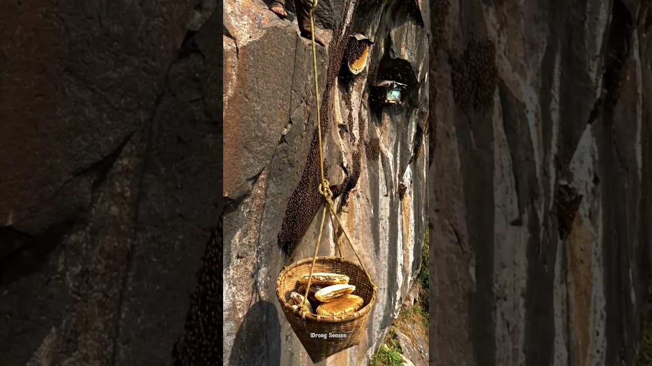 Bee Tracking Adventure Finding Hives in Harsh Conditions Wild Honey Quest Exploring Nature Out