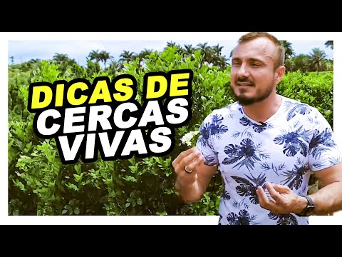 Vídeo: Cercas Vivas. Opções De Seleção De Vegetação