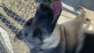 NINER: Solano Animal Shelter : Video 4 handling/ petted