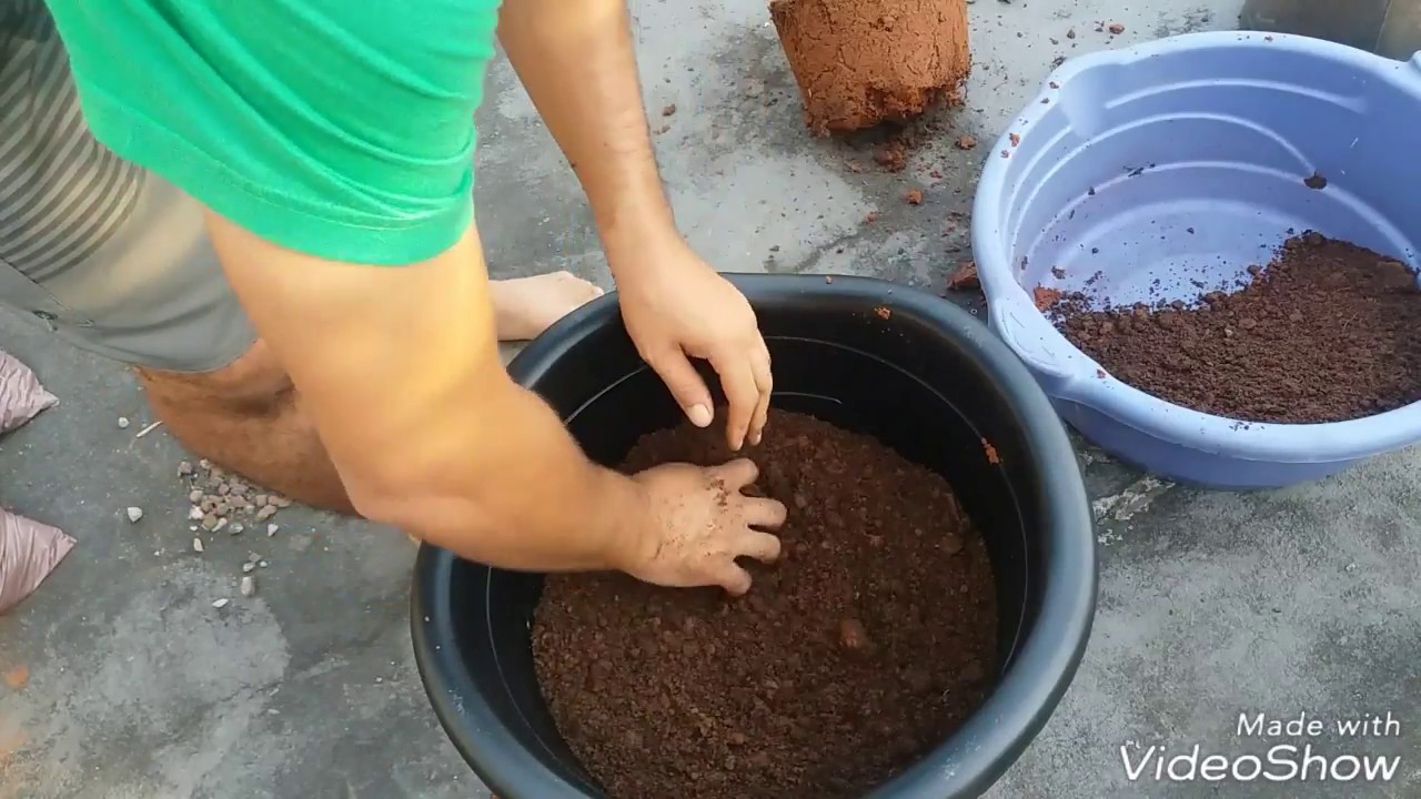 PLANTIO DE FRAMBOESA EM VASO