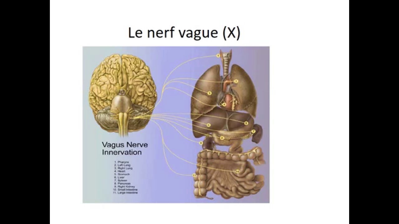 NEUROLOGIE SEMIOLOGIE DES NERFS CRANIENS - YouTube