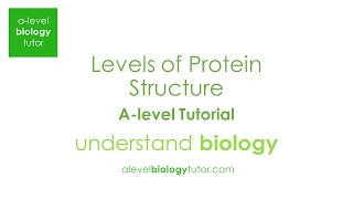 Levels of protein structure, Formation of peptide bond between 2 amino acids