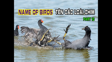 Name of birds | Birds names and sounds | Singing bird | bird name | Birds sound | P10 | Huy studio