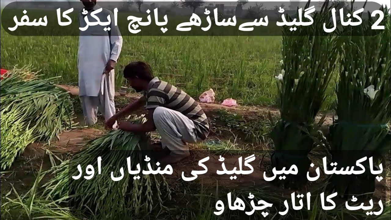 Glad rose markets# market rates and farmers review