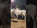 Mashallah❤️ #2026 #cow #bull