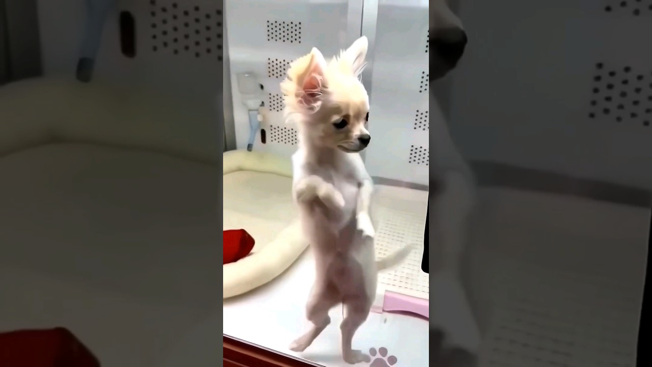 Cute Dog and cat Dance(2) 🐶🐱😍