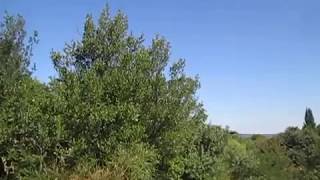 La colline Saint Eutrope à Orange, un matin d'été.  Le 18 juillet 2018.