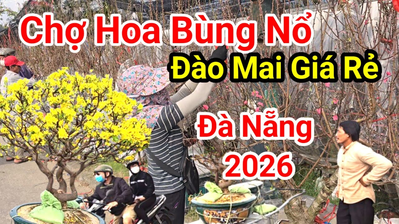 Tưng Bừng Chợ Hoa Tết Đà Nẵng: Đào Mai Bùng Nổ, Giá Rẻ Bất Ngờ Xuân Bính Ngọ 2026