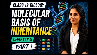 Class 12th Biology Chapter 5 Molecular Basis of Inheritance Part 1 #biology #neet #ncert #kvs 