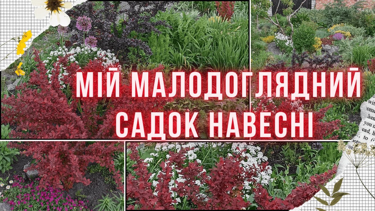 ВИТРИВАЛІ РОСЛИНИ ДЛЯ КВІТНИКІВ, що потребують мінімального догляду. Прогулянка весняним садом