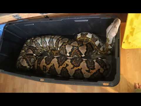 Bathing Python With Belly Full Of Food
