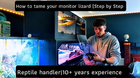 How to tame a monitor lizard | what I learned after 10+ years