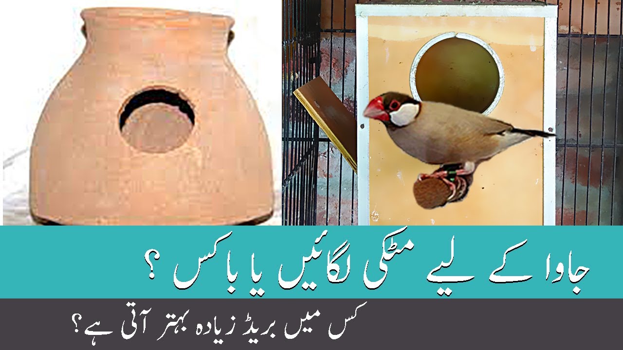 What Is Best For Java Sparrow Matki Or Box In Urdu Language YouTube what-is-best-for-java-sparrow-matki-or-box-in-urdu-language-youtube
