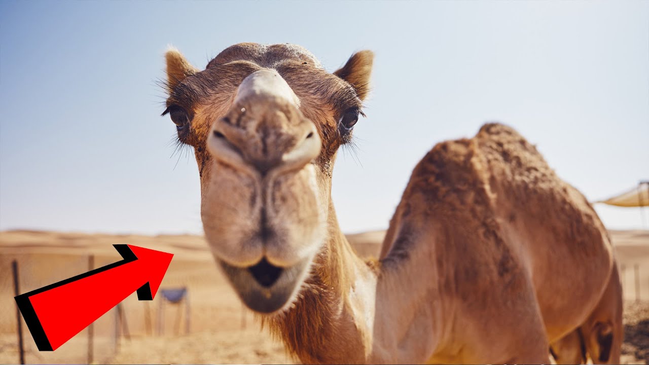 美ラクダコンテストで美容整形が発覚 43頭が失格に ニコニコニュース