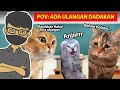 10 kucing paling lucu dan ngakak