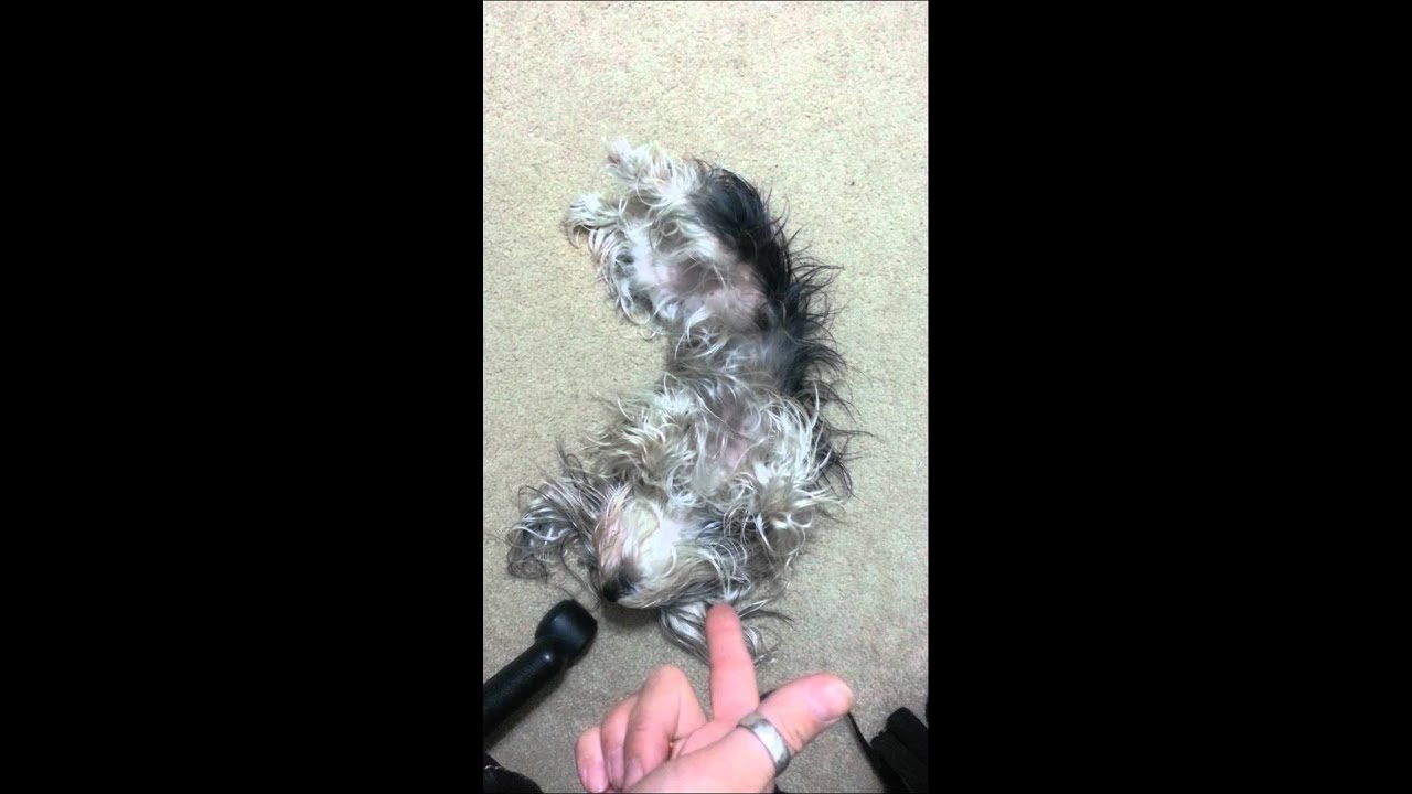 Morkie puppy doing bang bang dog trick. YouTube