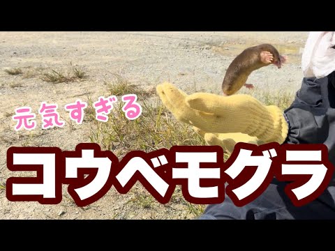 めちゃくちゃ元気なコウベモグラを捕獲しました YouTube