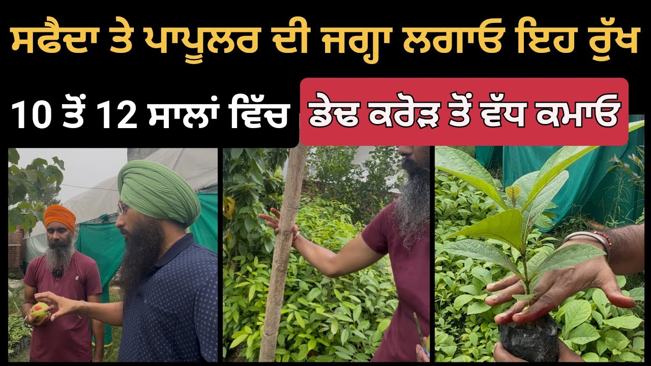 ਸਫੈਦਾ ਤੇ ਪੋਪਲਰ ਦੀ ਜਗ੍ਹਾ ਲਗਾਓ ਇਹ ਰੁੱਖ-10 ਤੋਂ 12 ਸਾਲਾਂ ਵਿੱਚ ਡੇਢ ਕਰੋੜ ਤੋਂ ਵੱਧ ਕਮਾਓ- #farming #punjab 