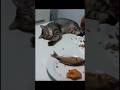 preste atenção no ataque relâmpago #cat