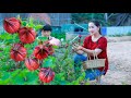 Roselle flower Cooked | How to eat Roselle Flower in my homeland | Flower drinking