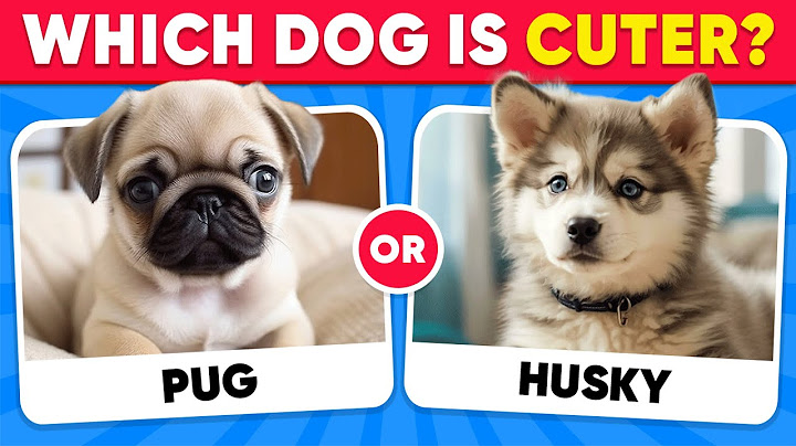 Chtěli byste raději...? Edice DOGS 🐶 Který pes je roztomilejší? | Kvízové království