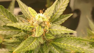 GELATO OG AUTOFLOWER | LST VS UNTRAINED | AUTOFLOWER UPDATE #TEZLATO SIDE BY SIDE COMPARISON |