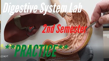 The Digestive System:  Practice Video for A&P Lab, 2nd Semester.  Anatomy and Physiology
