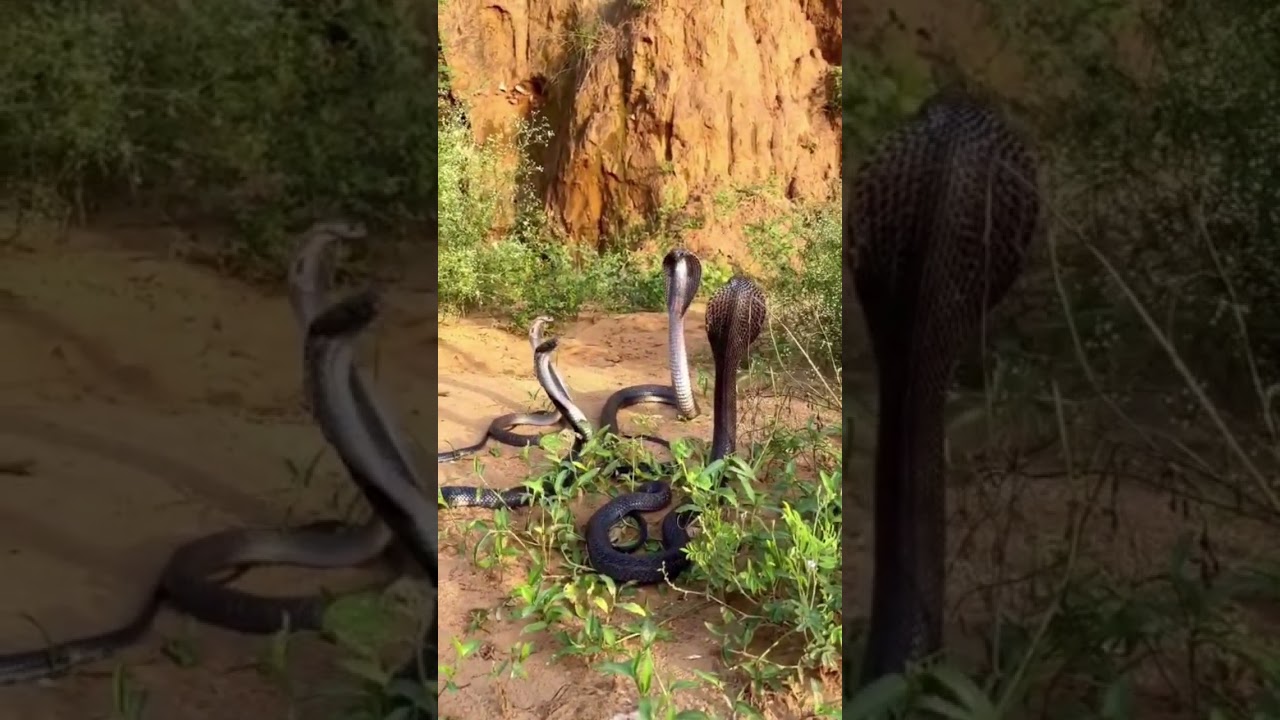 dangerous cobra 🐍 snake 