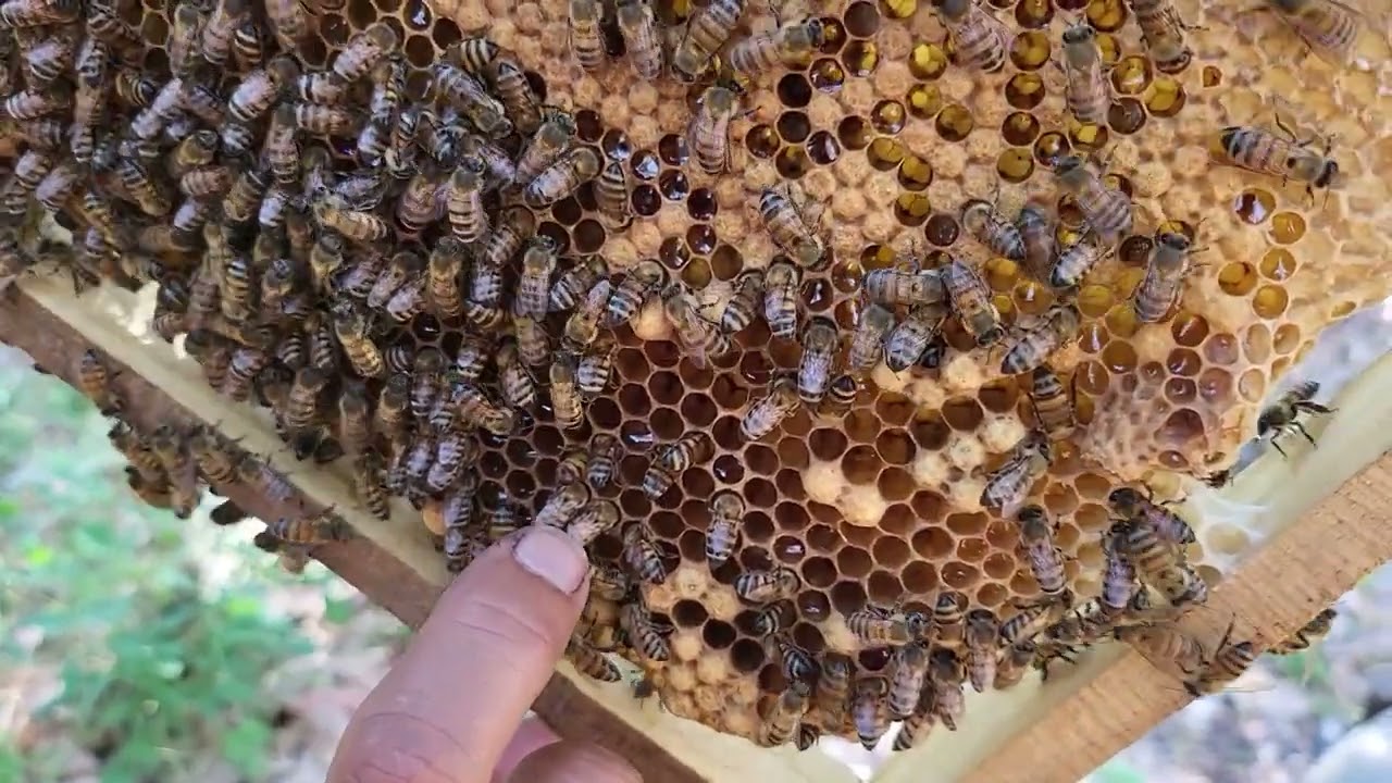 Colmena creada desde cero sin abejas