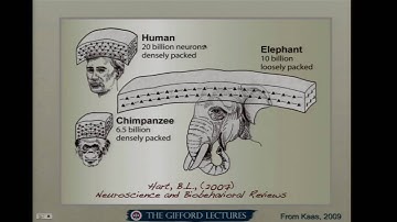 Michael Gazzaniga - What We Are